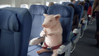 Illustration for article titled This Damn Geico Pig